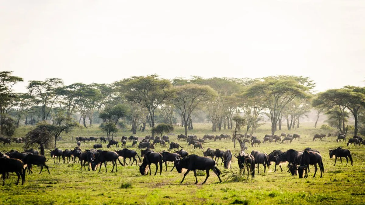 1-Day Mikumi National Park Safari — photo 1