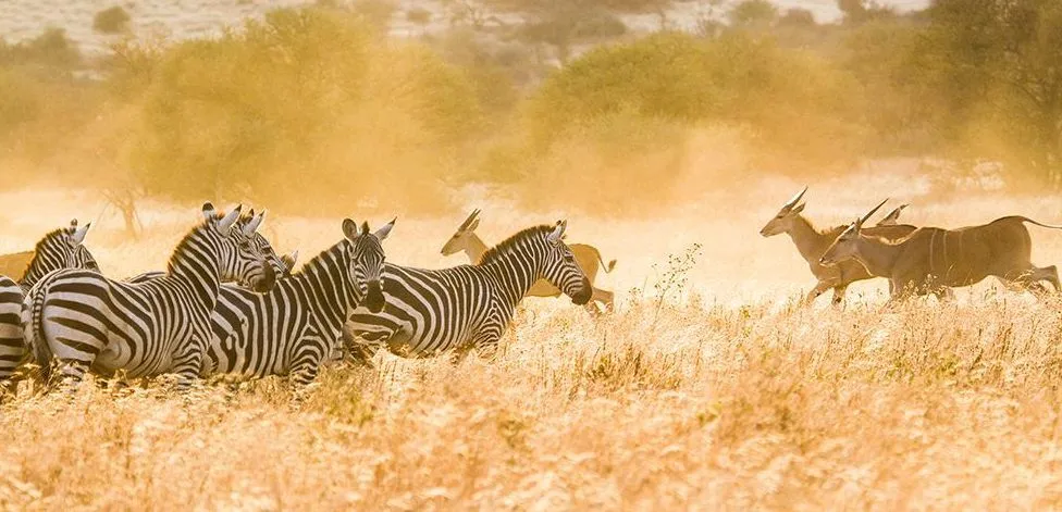 1-Day Mikumi National Park Safari — photo 3
