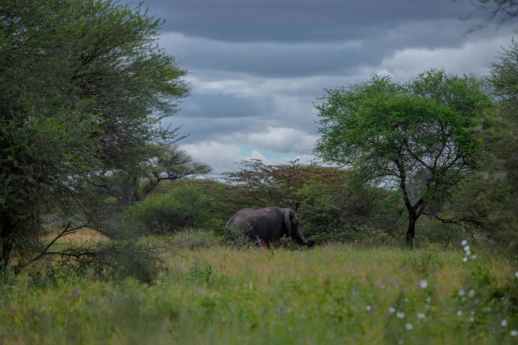 1-Day Mikumi National Park Safari — photo 2